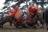 25. GELENEKSEL PELİTKÖY DEVE GÜREŞLERİ NEFES KESTİ