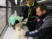 SOKAK HAYVANLARI VETBÜS’E EMANET