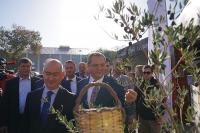 AYVALIK’TA ZEYTİN HASAT FESTİVALİ BAŞLADI