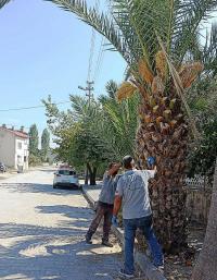 BURHANIYE’DE PALMIYELER BELEDIYE KORUMASINDA