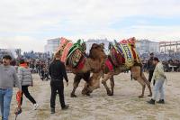 BURHANİYE DEVE GÜREŞLERİ NEFES KESTİ