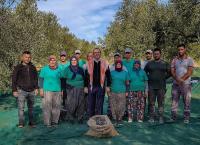 AYVALIK BELEDİYESİ ZEYTİNLİKLERİNİN İLK HASADI BAŞKAN ERGİN’DEN