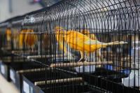 YORKSHIRE GÜZELLİK YARIŞMASININ 5’İNCİSİ YAPILDI  DÜNYANIN EN BÜYÜK YORKSHİRE YARIŞMASI EDREMİT’TE YAPILDI