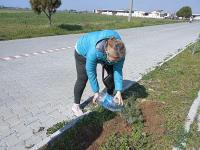 AYVALIK’TA HAYVAN SEVERLER KURUYAN AĞAÇLARIN YERİNE YENİ FİDANLAR DİKTİ