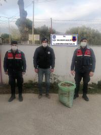 BALIKESIR İL JANDARMA KOMUTANLIĞI ZEYTIN HIRSIZLARINA GÖZ AÇTIRMIYOR