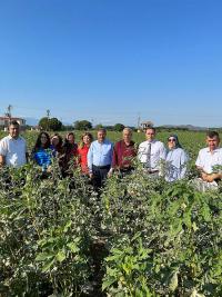 VALI ŞILDAK ÇIFTÇILERLE BAMYA HASAT ETTI