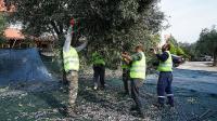 EDREMİT BELEDİYESİ’NİN ZEYTİNLERİ HASAT EDİLİYOR