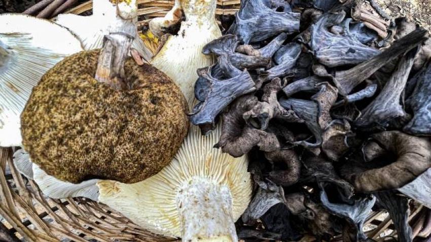 ZEHIRLI MANTAR TÜRLERINE DIKKAT