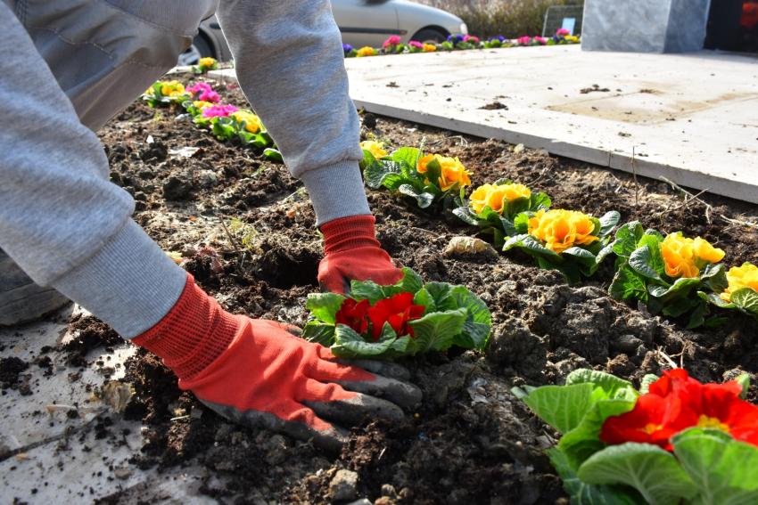 EDREMİT BAHARA ERKEN GİRDİ