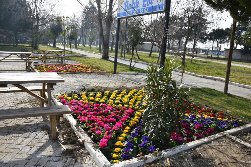 EDREMİT BAHARA ERKEN GİRDİ