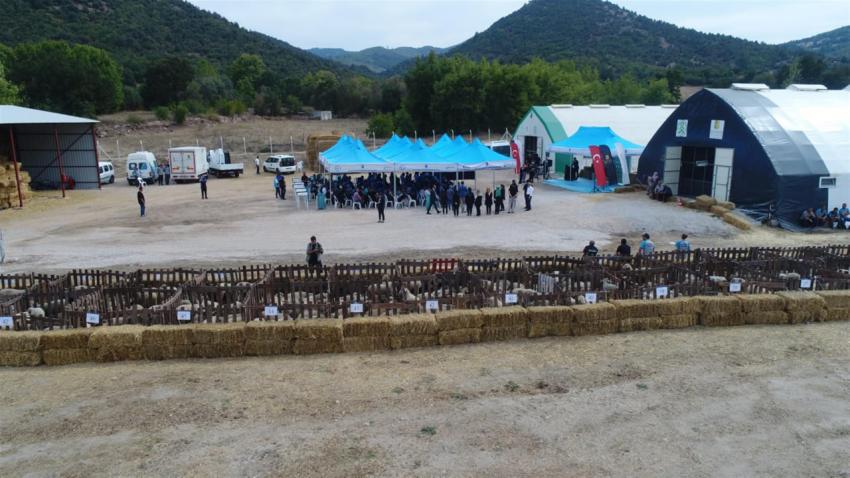 DURSUNBEYLİ ÜRETİCİYE DAMIZLIK  KÜÇÜKBAŞ HAYVAN DESTEĞİ