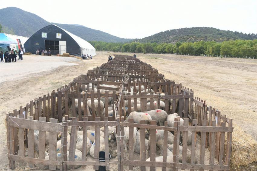 DURSUNBEYLİ ÜRETİCİYE DAMIZLIK  KÜÇÜKBAŞ HAYVAN DESTEĞİ
