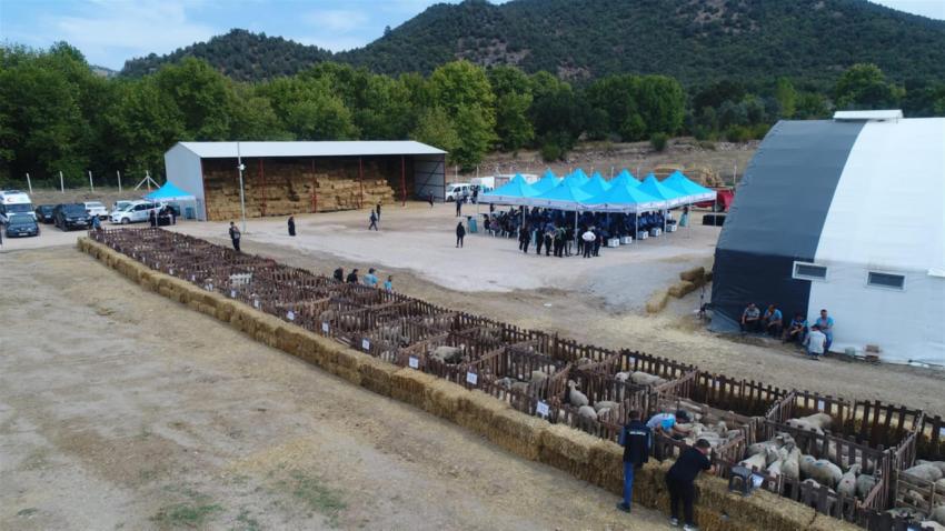 DURSUNBEYLİ ÜRETİCİYE DAMIZLIK  KÜÇÜKBAŞ HAYVAN DESTEĞİ