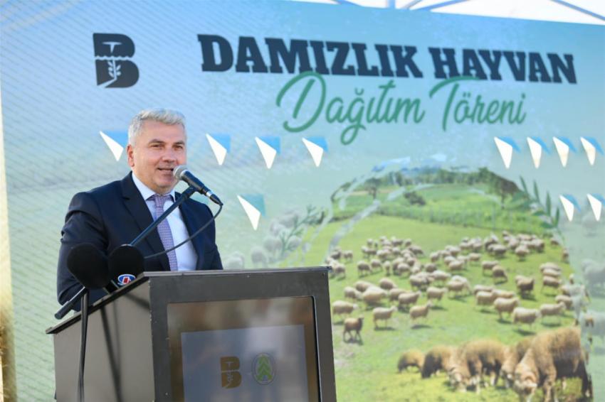 DURSUNBEYLİ ÜRETİCİYE DAMIZLIK  KÜÇÜKBAŞ HAYVAN DESTEĞİ