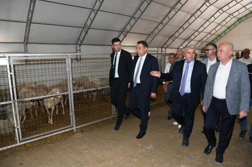 DURSUNBEYLİ ÜRETİCİYE DAMIZLIK  KÜÇÜKBAŞ HAYVAN DESTEĞİ