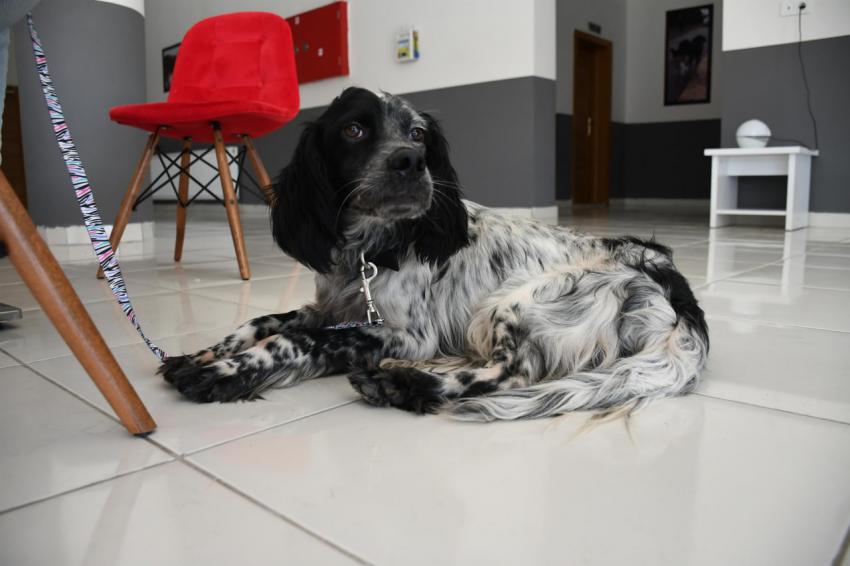 Cesur, yeni yuvasında gereken ilgi ve sevgiyi görecek