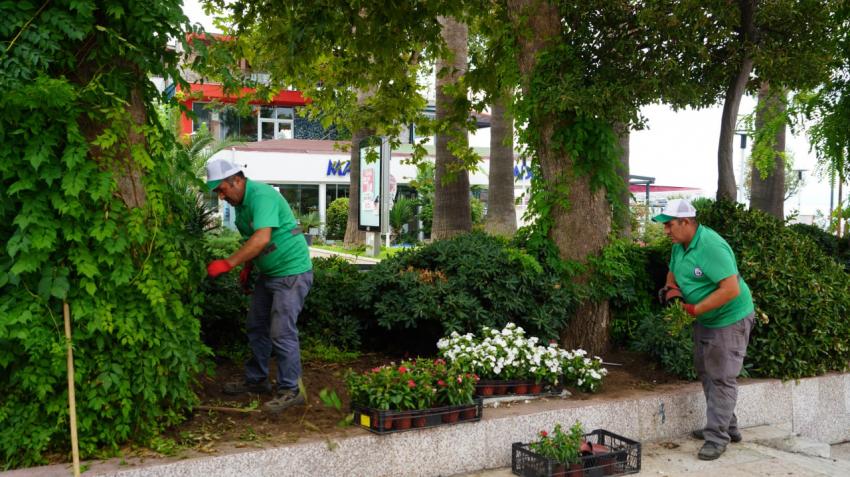  Altınoluk'un Tarihi Çınaraltı Çay Bahçesi yeniden açılıyor!
