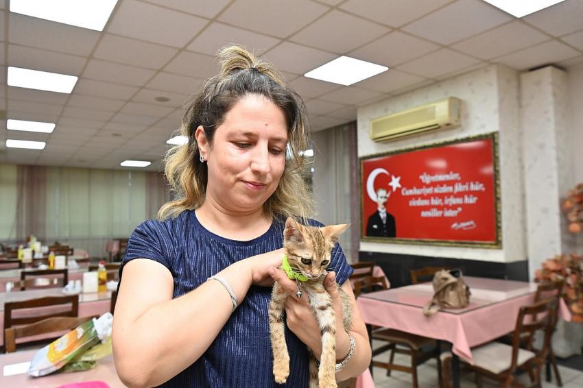 Tedavisi tamamlanan yavru kedi Biber sahibiyle buluştu
