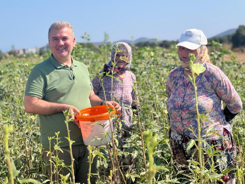 AK Parti Balıkesir Milletvekili Dr. Mustafa Canbey, Gömeç’te Bamya Hasadına Katıldı