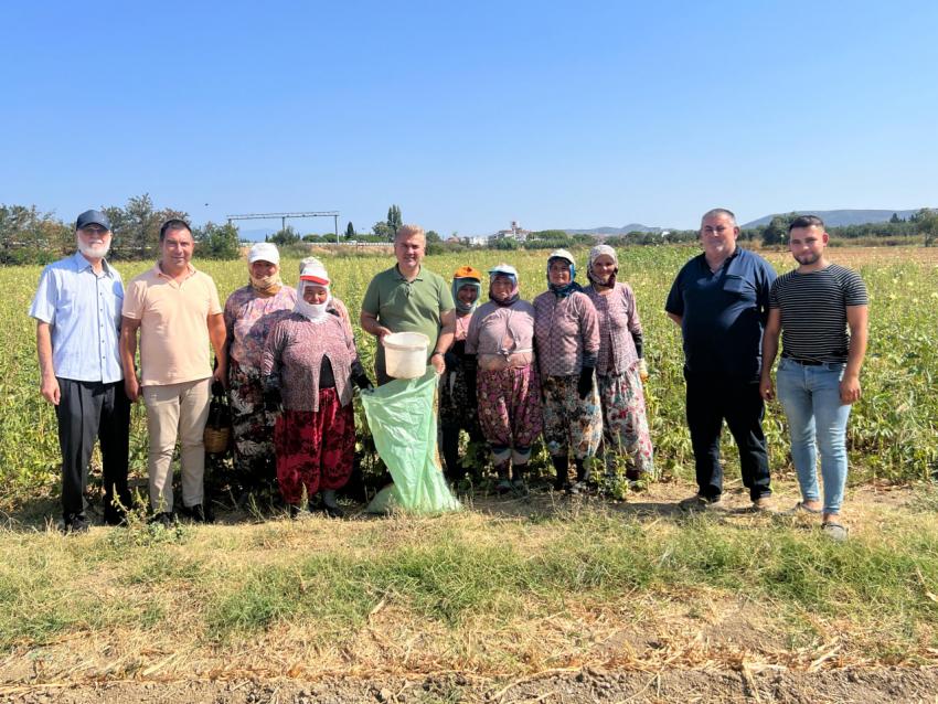 AK Parti Balıkesir Milletvekili Dr. Mustafa Canbey, Gömeç’te Bamya Hasadına Katıldı