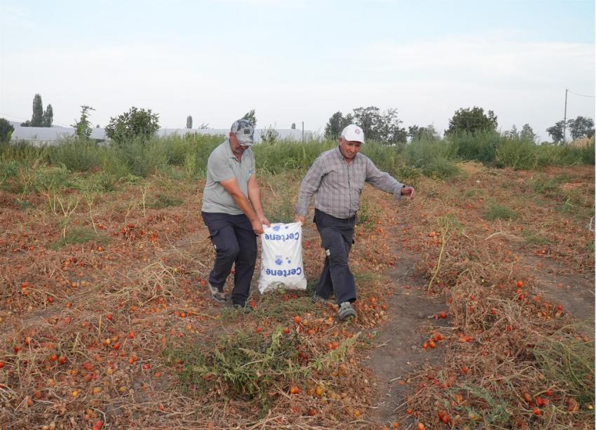 BBB, salça yapıp ihtiyaç sahiplerine ulaştıracak