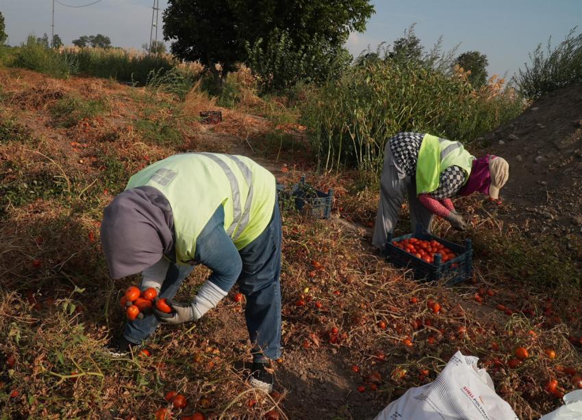 BBB, salça yapıp ihtiyaç sahiplerine ulaştıracak