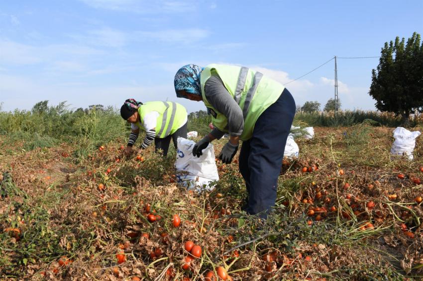 BBB, salça yapıp ihtiyaç sahiplerine ulaştıracak