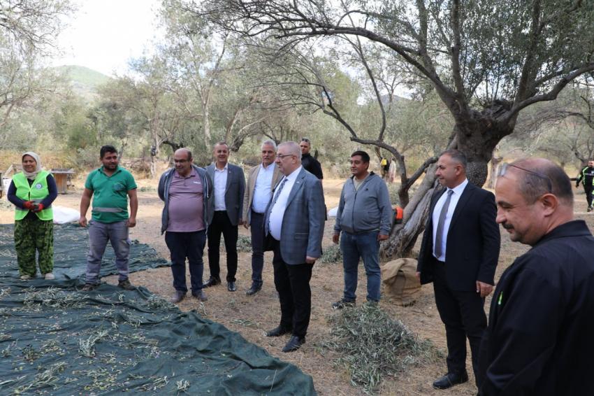 Edremit Belediyesi’nde zeytin hasadı başladı