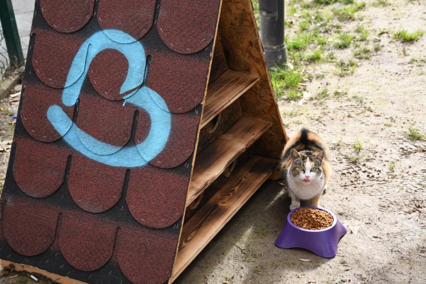 Balıkesir’in kedilerinin yuvası Büyükşehir’den