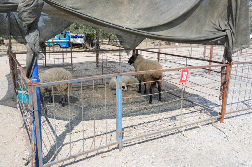 BURHANİYE KURBAN BAYRAMINA HAZIR