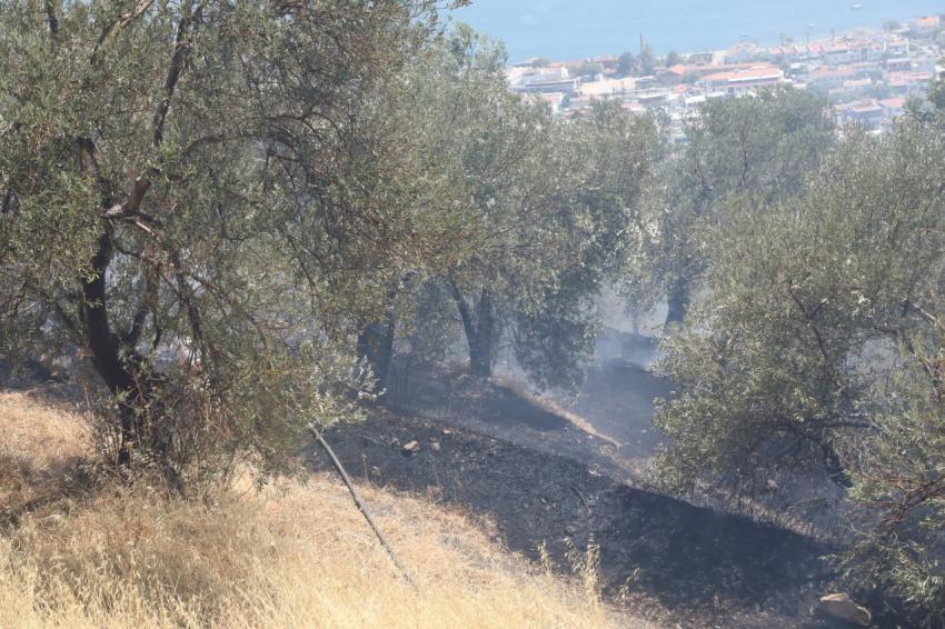 Edremit’te zeytinlikte çıkan yangın ormana sıçramadan söndürüldü