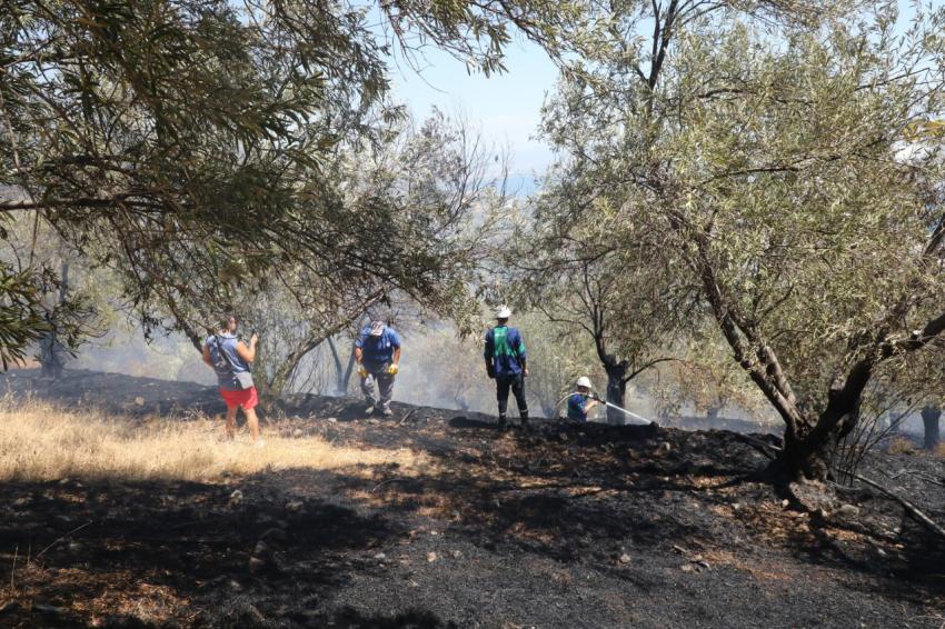  Edremit’te zeytinlikte çıkan yangın ormana sıçramadan söndürüldü