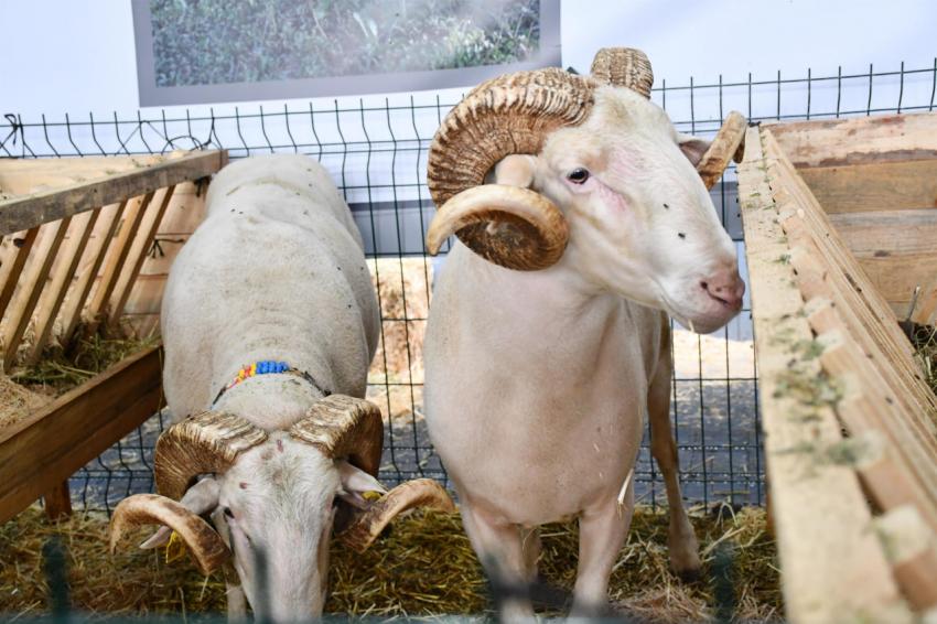 Balıkesir Tarım ve Hayvancılık Fuarı ziyaretçi rekoru kırdı