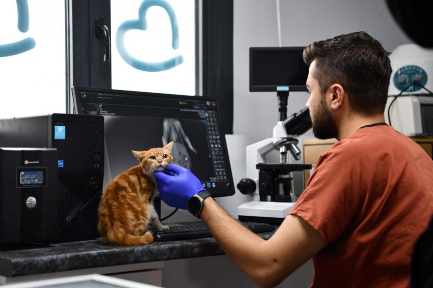 Balıkesir’de can dostlar Büyükşehir eliyle güvende