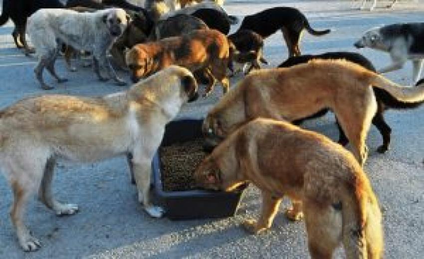 CUMHURBAŞKANI ERDOĞAN