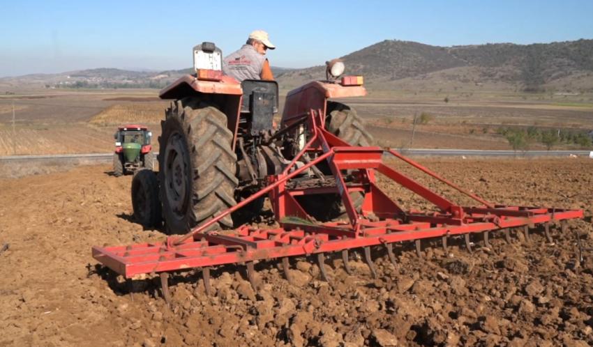 SÜT OTU TOHUMU TOPRAKLA BULUŞTU 
