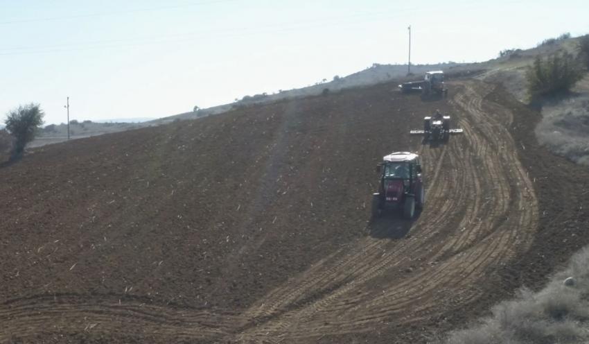 SÜT OTU TOHUMU TOPRAKLA BULUŞTU 