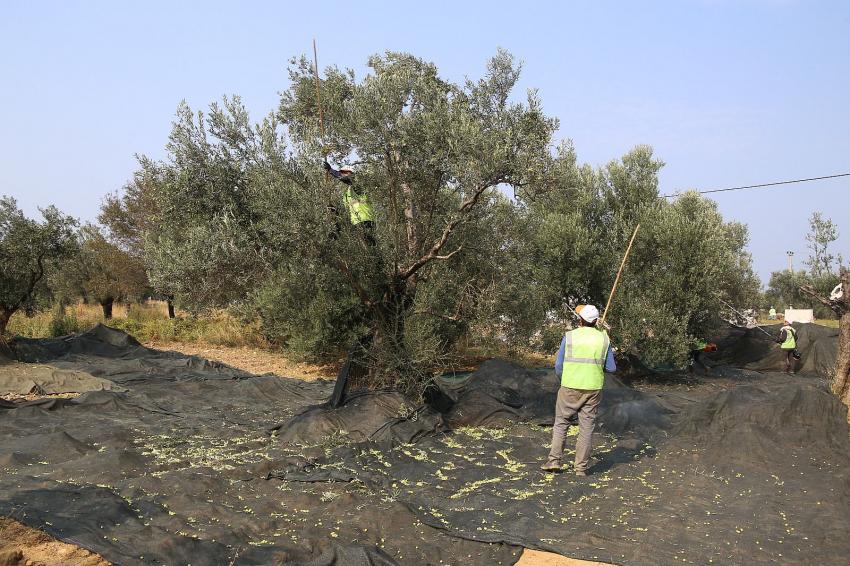 “ZEYTİNİN ÜLKESİ BURHANİYE’DE HASAT ZAMANI”