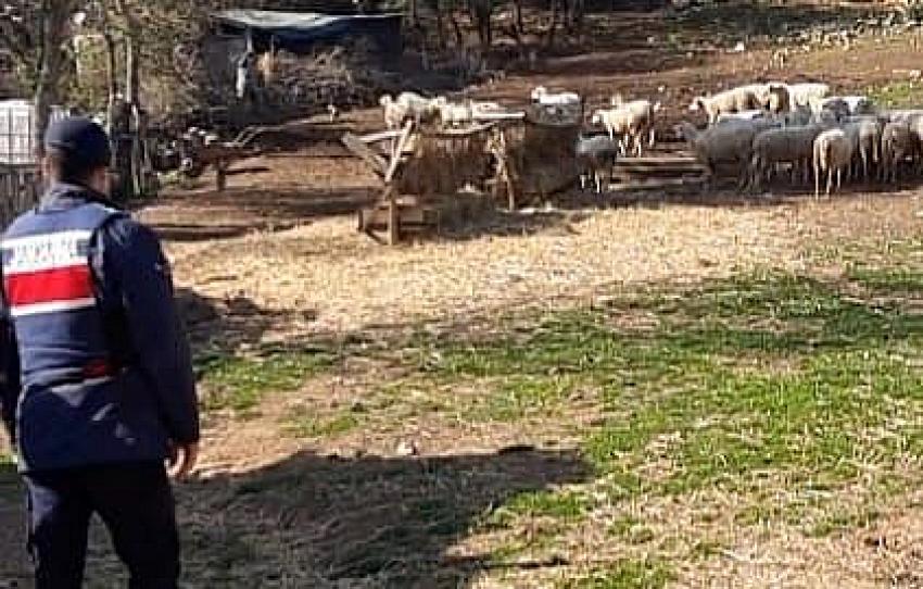 BALIKESIR'DE KÜÇÜKBAŞ HAYVAN HIRSIZI YAKALANDI
