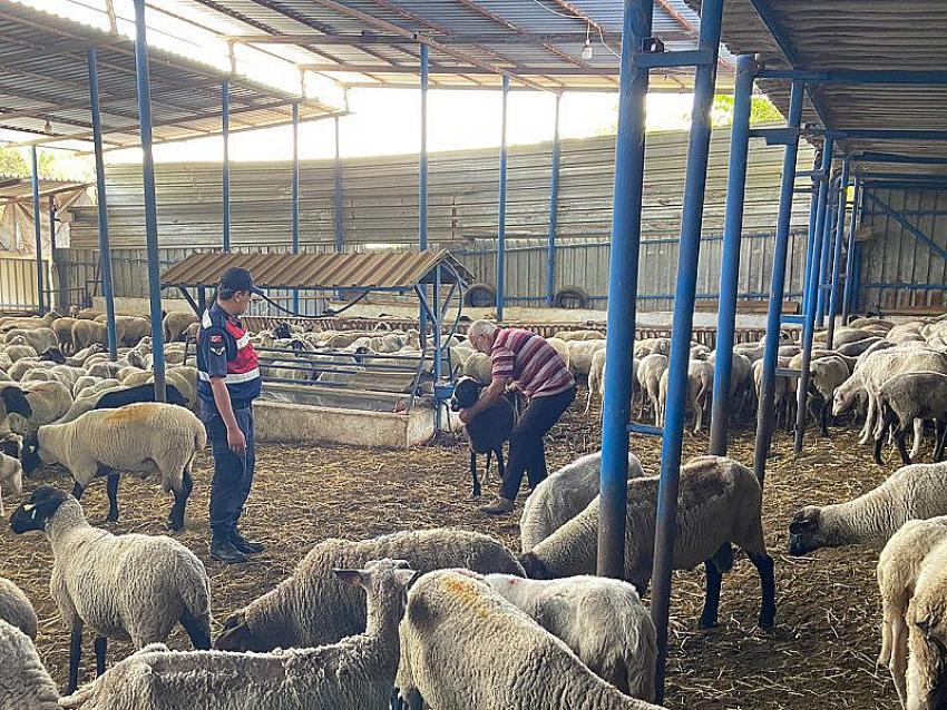 JASAT'TAN KOYUN HIRSIZLARINA OPERASYON