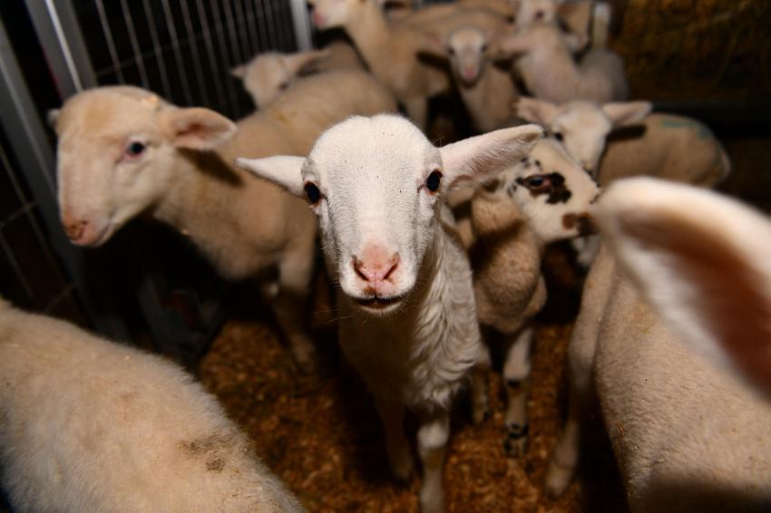 BÜYÜKŞEHIR’DEN ‘BALIKESIR KUZUSU’ ÜRETIMINE DESTEK