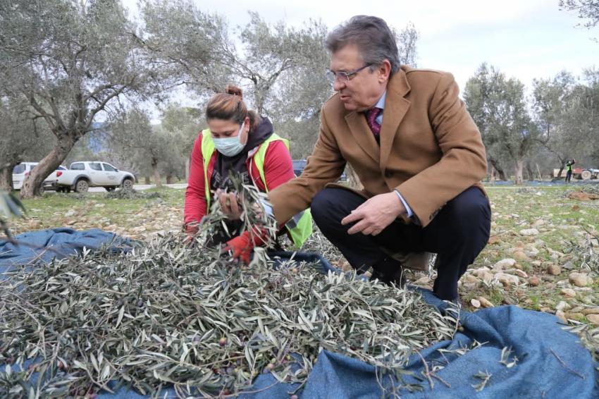 EDREMİT BELEDİYESİ ZEYTİNLERİ HASAT EDİLİYOR