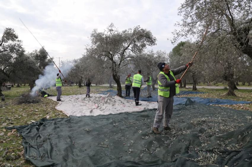 EDREMİT BELEDİYESİ ZEYTİNLERİ HASAT EDİLİYOR