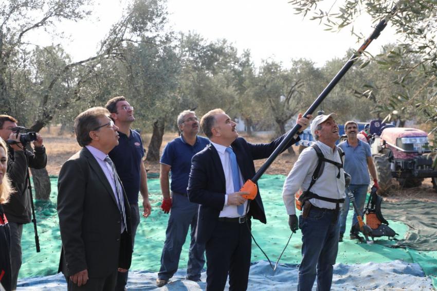 BAŞKAN ARSLAN ÖĞRENCİLERLE ZEYTİN HASADI YAPT