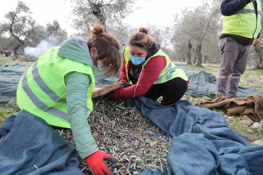 EDREMİT BELEDİYESİ ZEYTİNLERİ HASAT EDİLİYOR