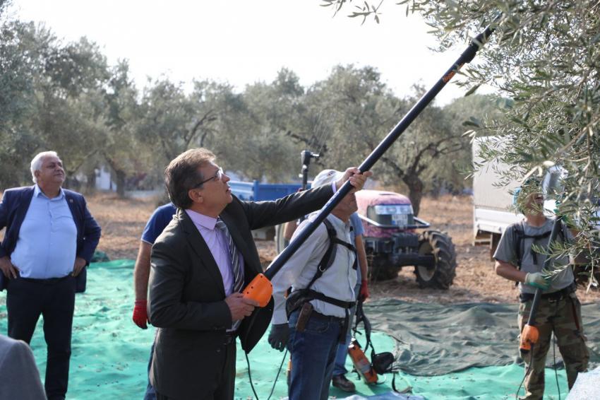 BAŞKAN ARSLAN ÖĞRENCİLERLE ZEYTİN HASADI YAPT