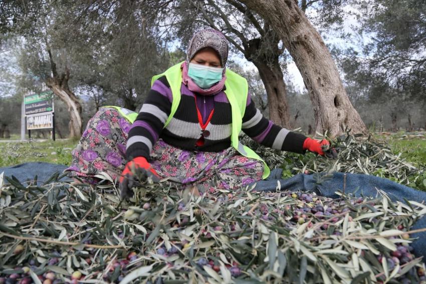 EDREMİT BELEDİYESİ ZEYTİNLERİ HASAT EDİLİYOR