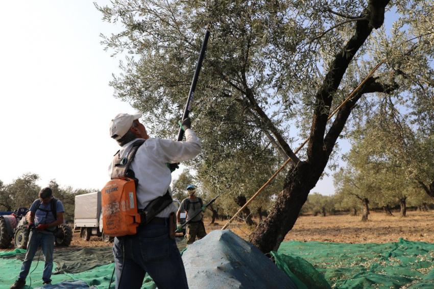 BAŞKAN ARSLAN ÖĞRENCİLERLE ZEYTİN HASADI YAPT