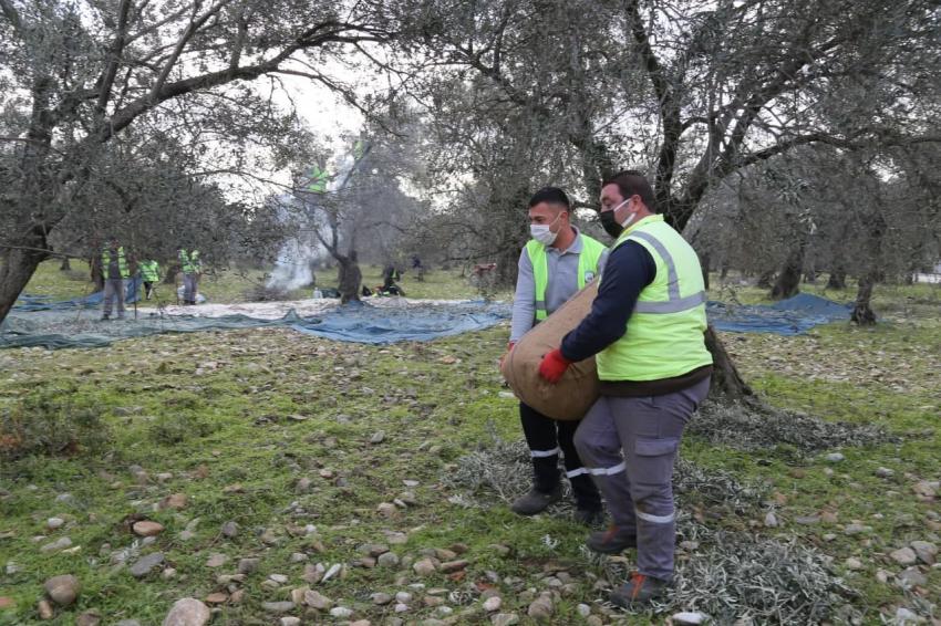 EDREMİT BELEDİYESİ ZEYTİNLERİ HASAT EDİLİYOR