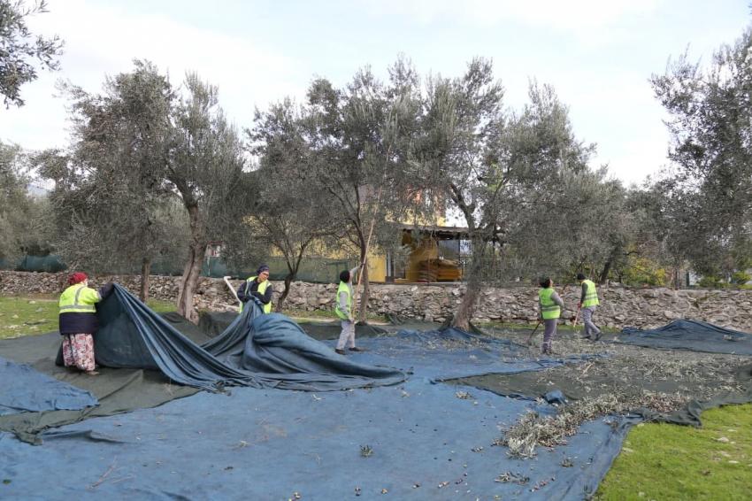 EDREMİT BELEDİYESİ ZEYTİNLERİ HASAT EDİLİYOR